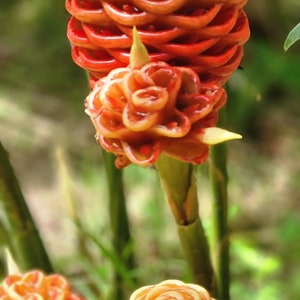 May include: Close-up of three orange and yellow ginger flowers. The flowers are arranged in a spiral pattern and have a delicate texture.