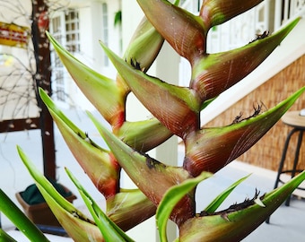 Heliconia Caribaea St. Lucia Live Rhizome Exotic Tropical Plant - Etsy