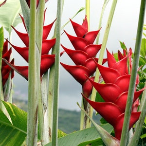 Caribean Red live rhizome