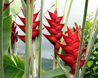 Caribean Red live rhizome