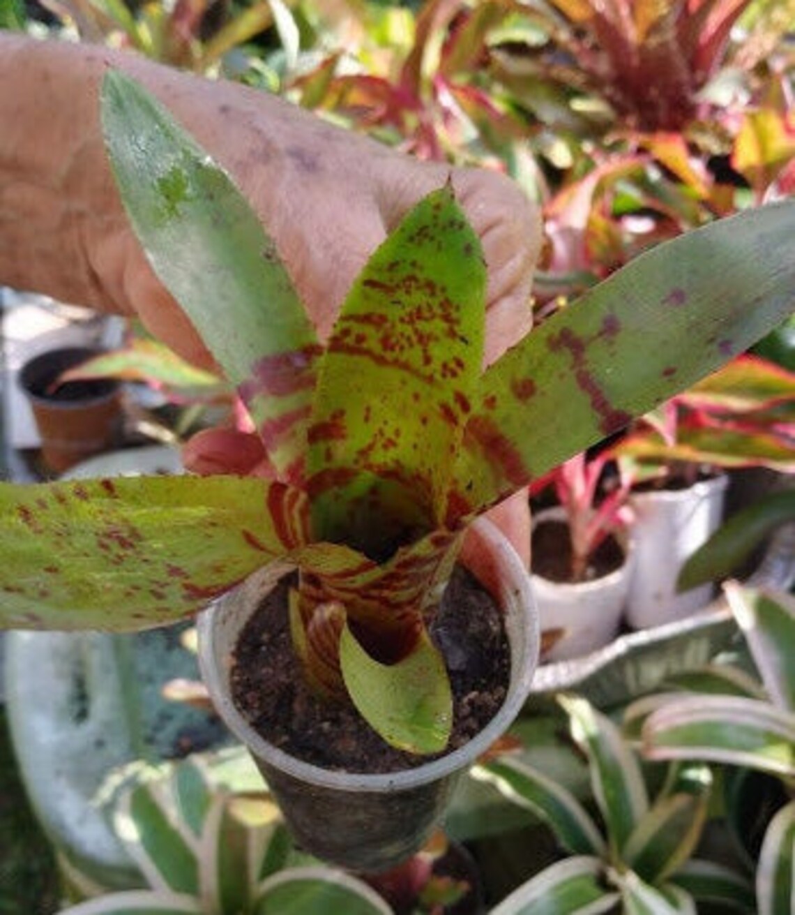 Bromeliad Neoregelia 'Blushing Tiger Etsy