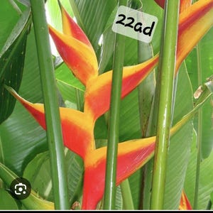 2 Heliconia Jacquinii live rhizome