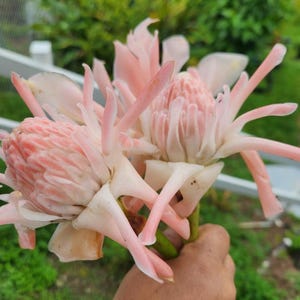 1 Live rhizome Pink/white torch
