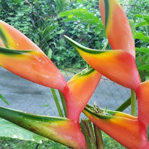 Zyngiber Glowing Orb, Heliconia splash, rostrada, white torch, peachy pink and white butterfly total 6 live rhizome
