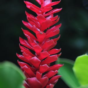 4 red ginger rhizome