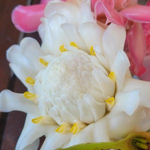 White torch heliconia one rhizome