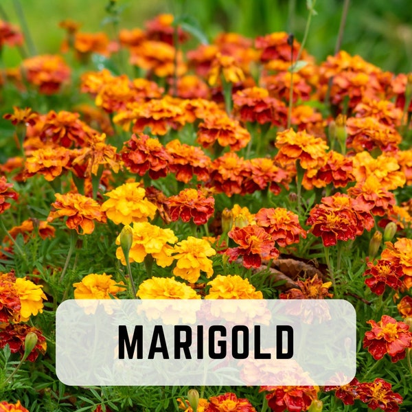 Petite French Marigold Mix (Tagetes patula) | 100 Seeds | Organic