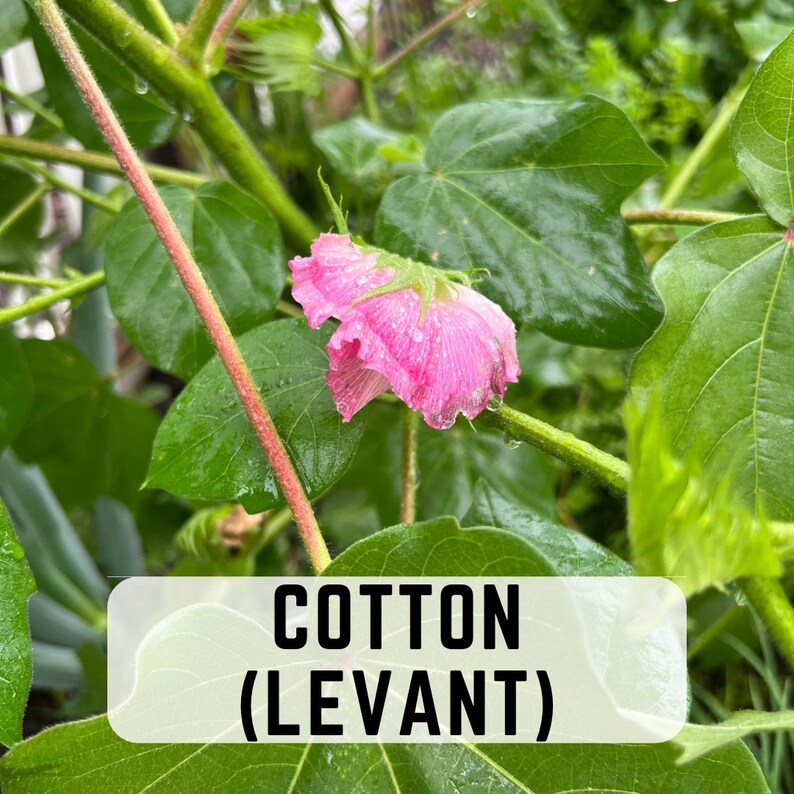 RochambeauandCo Levant Cotton Seeds - Thumbnail 3