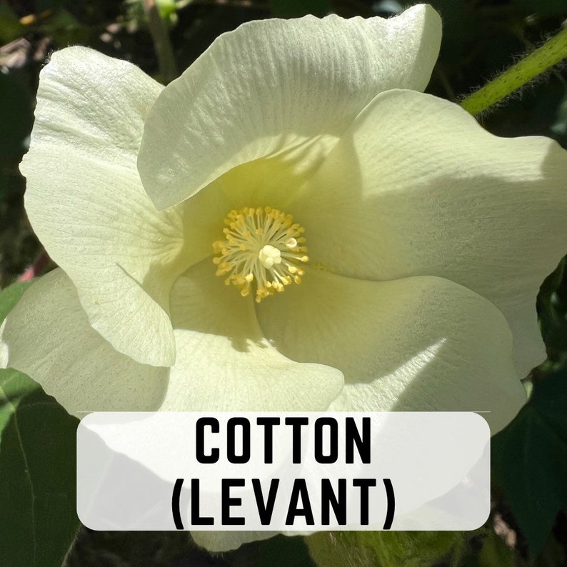 RochambeauandCo Levant Cotton Seeds