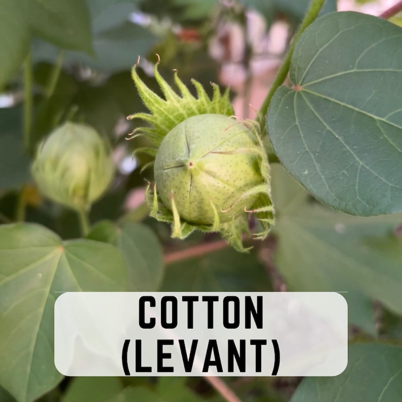 RochambeauandCo Levant Cotton Seeds - Thumbnail 5