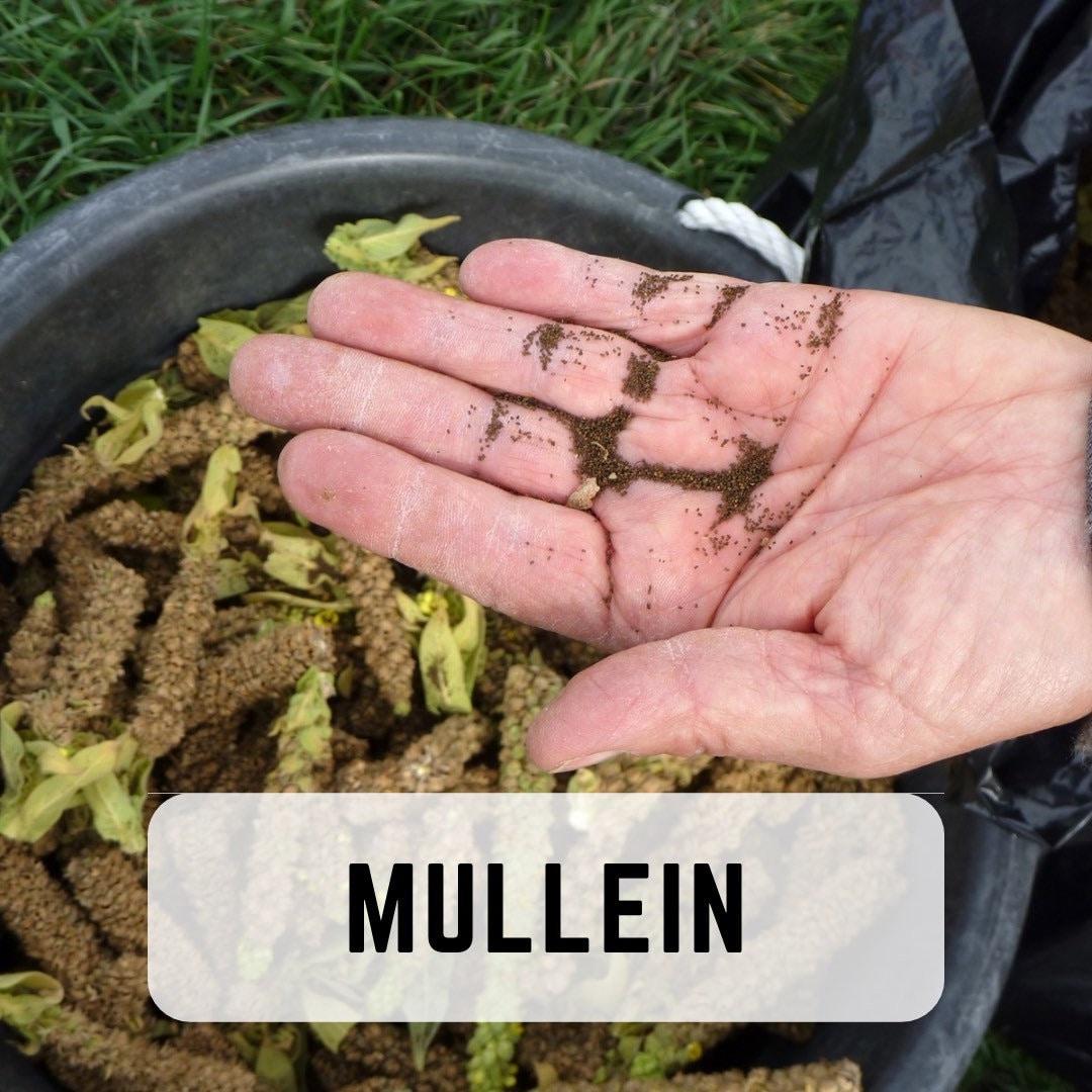 Mullein Seeds – Common Mullein – Verbascum Thapsus – Heirloom Medicinal ...