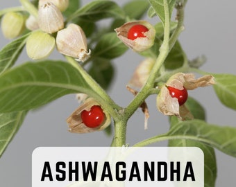 Ashwagandha (Indian Ginseng) | 35 Seeds | Organic | Rare | Non GMO | Heirloom | Medicinal Herb