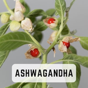 Ashwagandha (Indian Ginseng) | 25 Seeds | Organic | Rare | Non GMO | Heirloom | Medicinal Herb