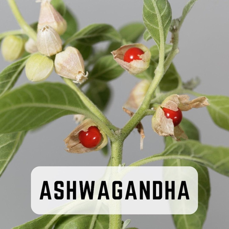 Ashwagandha Seeds | Indian Ginseng | Organic | Rare | Non GMO | Heirloom | Medicinal Herb image 1