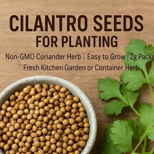 Cilantro Seeds for Planting – Non-GMO Coriander Herb | Easy to Grow | 2g Packet | Fresh Kitchen Garden or Container Herb