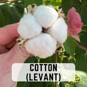 May include: Close-up of a cotton boll, showing the fluffy white fibers. The cotton is labeled "COTTON (LEVANT)".