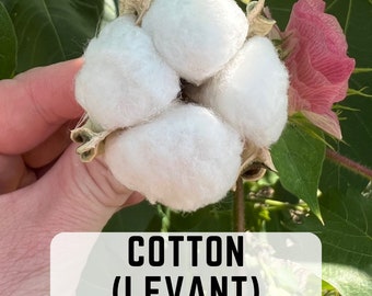 Levant Cotton Seeds, Gossypium herbaceum, Organically Grown (20 Seeds)