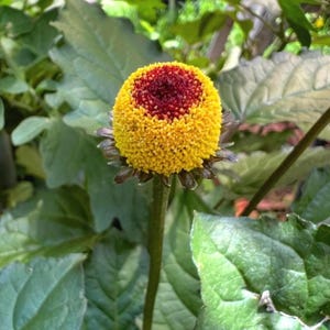 May include: A close-up of a unique flower with a yellow, textured outer layer and a deep red center. The flower sits atop a slender green stem, surrounded by large green leaves. The image is well-lit, highlighting the flower's intricate details.
