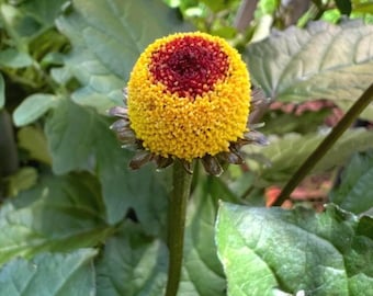 Toothache Plant Seeds: Organic Heirloom Acmella Oleracea - 50+ Seeds