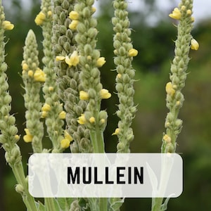 Mullein (Verbascum thapsus) | 100 Seeds | Medicinal Herb