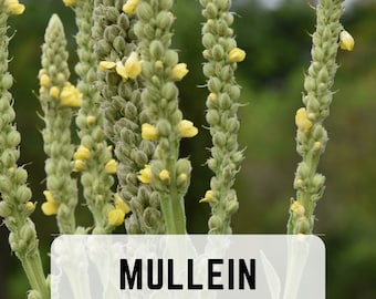 Mullein Seeds – Common Mullein – Verbascum Thapsus – Heirloom Medicinal Herb – Pollinator Wildflower – Drought Tolerant Plant