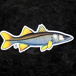 Common Snook Sticker - 4&quot;