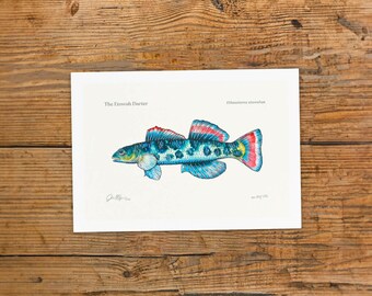 Etowah Darter 6"x9" Giclée Fine Art Print - Edition of 150