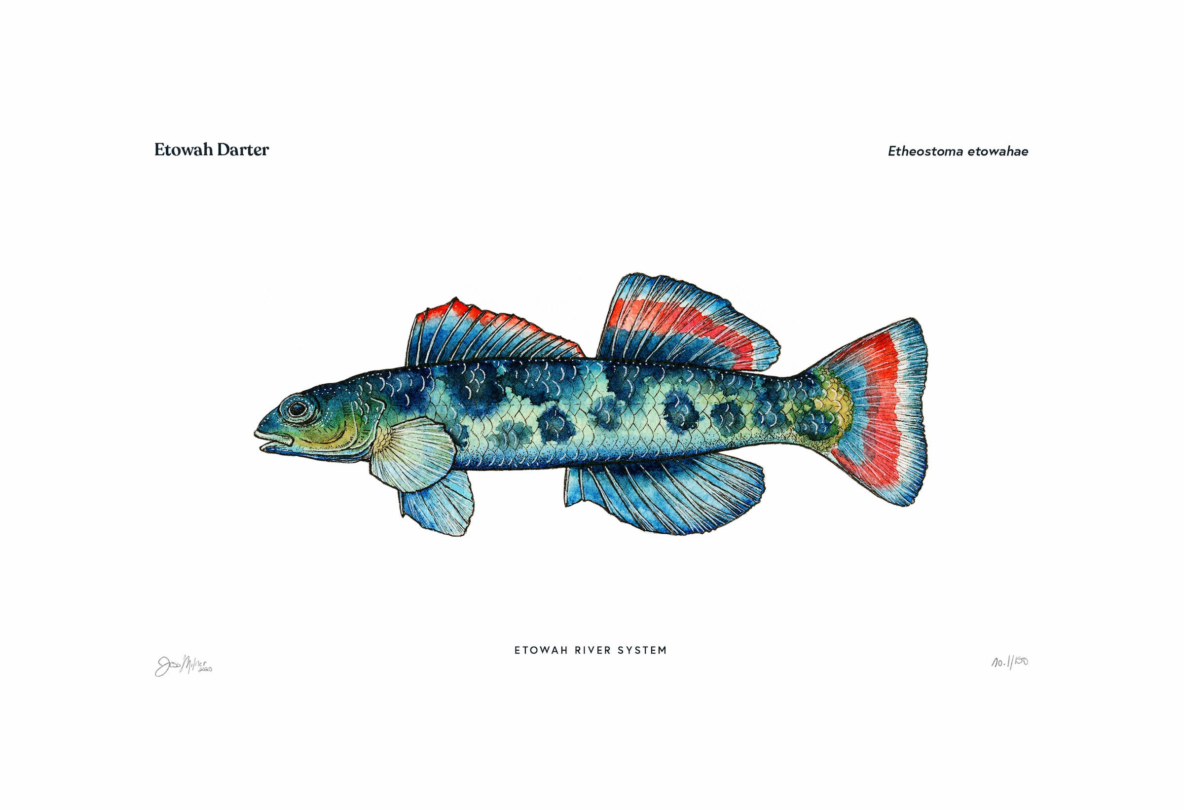 Etowah Darter 6x9 Giclée Fine Art Print Edition Etsy