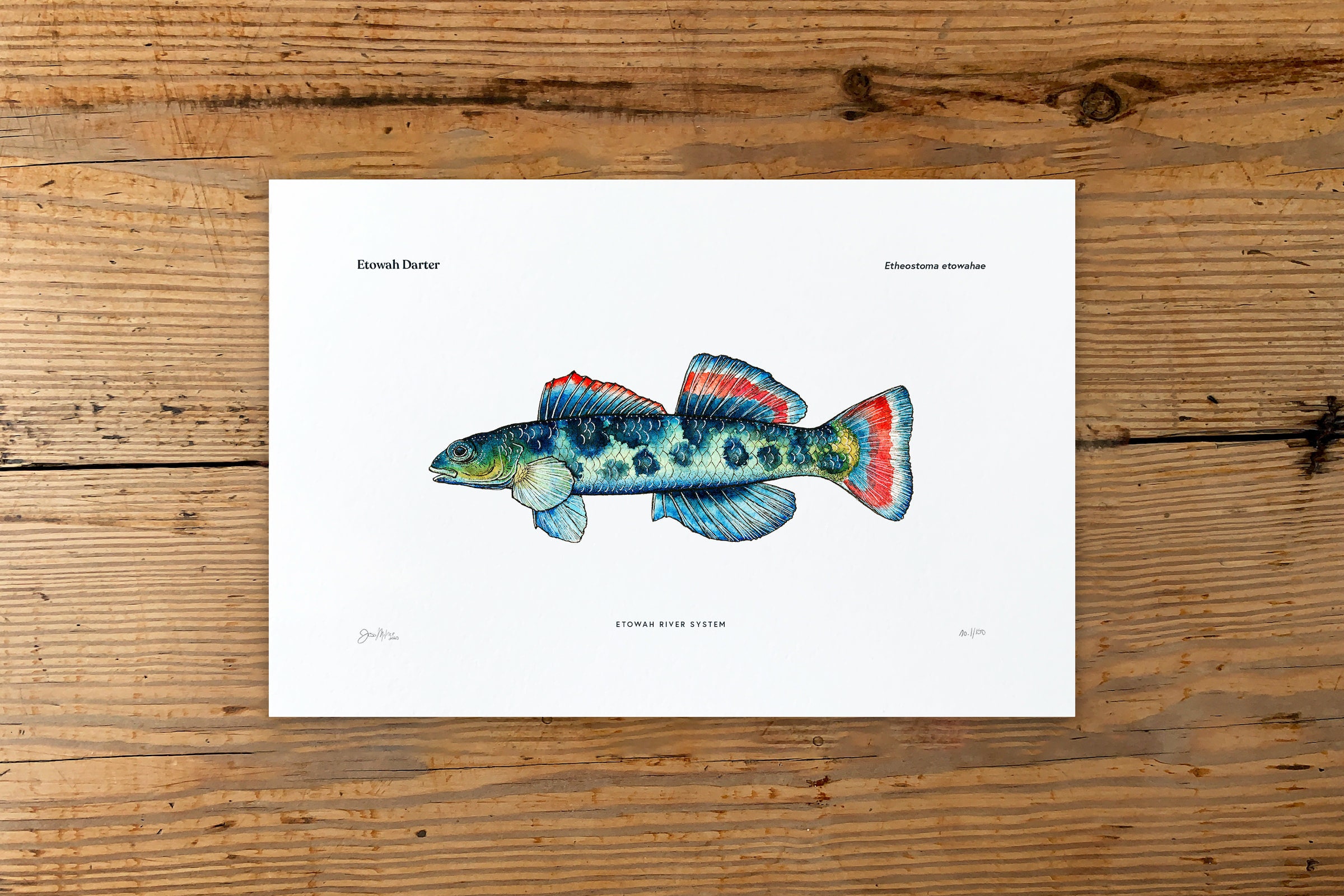 Etowah Darter 6x9 Giclée Fine Art Print Edition Etsy