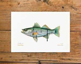 All the Algae | Striped Bass Fine Art Print | Edition of 36