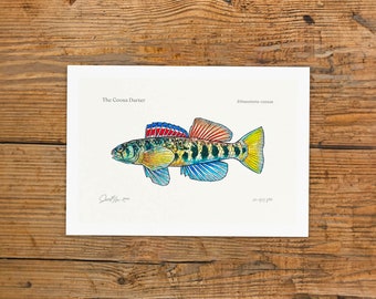 Coosa Darter 6"x9" Giclée Fine Art Print - Edition of 150