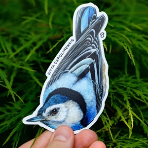 White Breasted Nuthatch Sticker 3 or 4 Tall image 3
