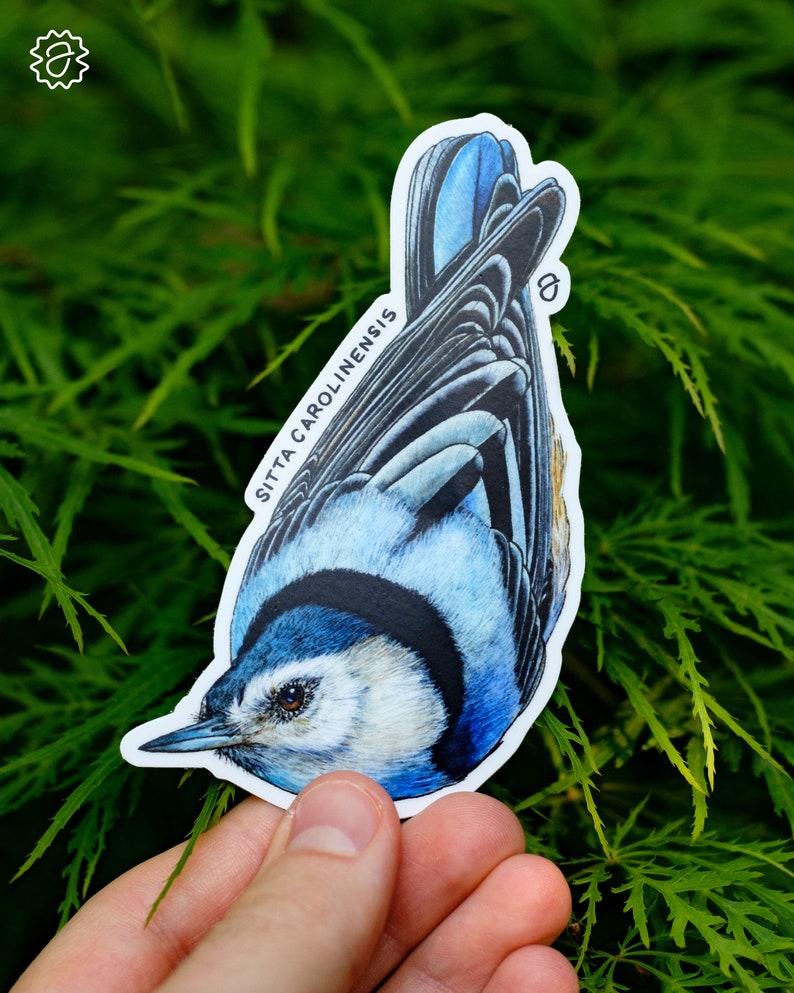 White Breasted Nuthatch Sticker 3 or 4 Tall image 3