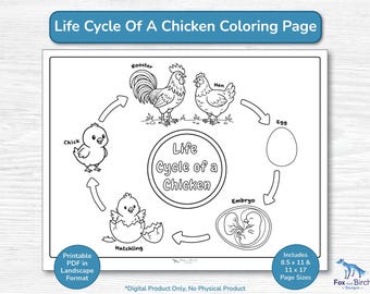 Chicken Life Cycle Coloring Page / Printable Educational Activity PDF / Preschool, Kindergarten, Toddler, Homeschool Science