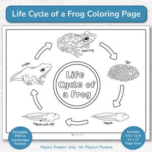 Frog Life Cycle Coloring Book Page / Printable Educational Activity PDF / Preschool, Kindergarten, Toddlers, Homeschool Science / Tadpole