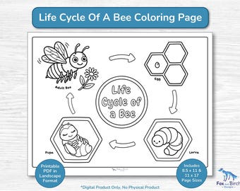 Bee Life Cycle Coloring Page / Printable Educational Activity PDF / Preschool, Kindergarten, Toddler, Homeschool Science / Honey Bee