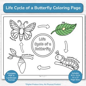 Butterfly Life Cycle Coloring Page / Printable Educational Activity PDF / Preschool, Kindergarten, Toddler, Homeschool Science / Caterpillar