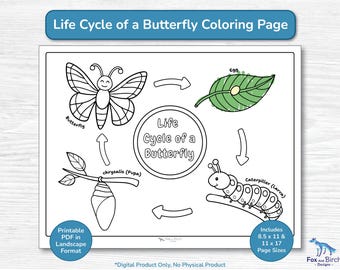 Schmetterling / Lebenszyklus Malseite / PDF-Datei zu Lern- und Lernprogrammen / Kindergarten, Vorschule, Kindergarten, Hausschule - Natur / Raupe