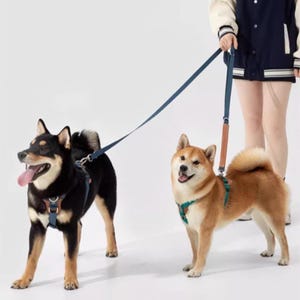 May include: Two Shiba Inu dogs, one black and one tan, wearing harnesses and leashes. The dogs are being held by a person. The leashes are blue and the harnesses are blue and green.