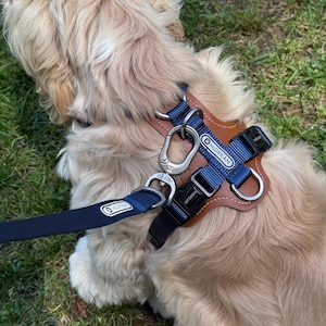 May include: A dog harness with a brown leather base and blue straps. The harness has silver metal hardware and a matching blue leash. The brand name "HIDREAM" is visible on the harness and leash.