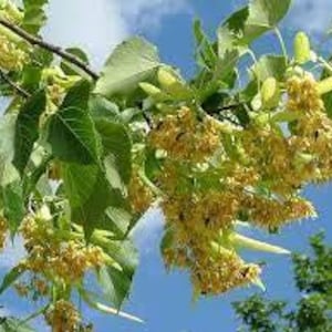 Linden Flower Tea | | Dried Linden Leaves And Flowers| Natural | Dried Herbs | Herbal Tea by The Tree Of Love Gardens image 9