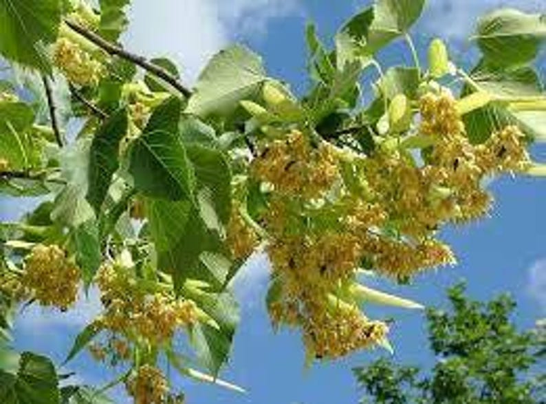 Linden Flower Tea | | Dried Linden Leaves And Flowers| Natural | Dried Herbs | Herbal Tea by The Tree Of Love Gardens image 9