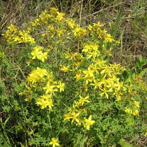 St. John's Wort | Tea | Herb | Hypericum perforatum | Dried Herbs | Herbal Infusion by The Tree Of Love Gardens image 10