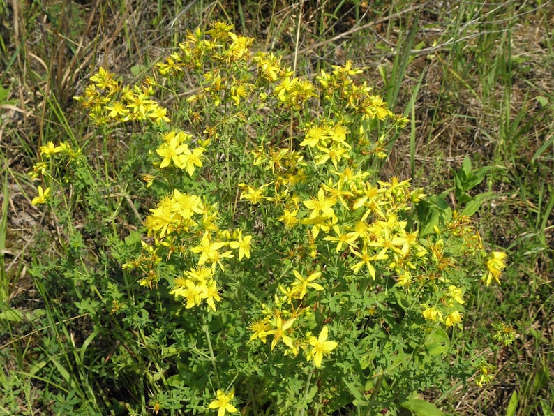 St. John's Wort | Tea | Herb | Hypericum perforatum | Dried Herbs | Herbal Infusion by The Tree Of Love Gardens image 10