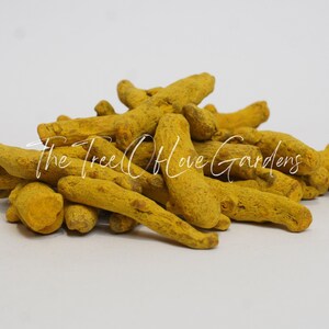 Turmeric Root | Whole | Curcuma Longa | Dried Herbs | Herbal Tea | Herbal Products | Bulk Herb | Herbal Infusion image 4