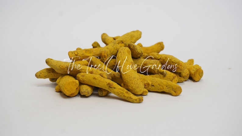 Turmeric Root | Whole | Curcuma Longa | Dried Herbs | Herbal Tea | Herbal Products | Bulk Herb | Herbal Infusion image 4