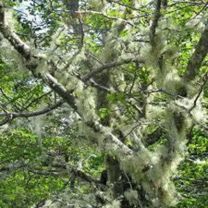Usnea Lichen | Usnea barbata | Whole | Wild Crafted Old Man's Beard | Infusion | Herbal Tea by The Tree Of Love Gardens image 12