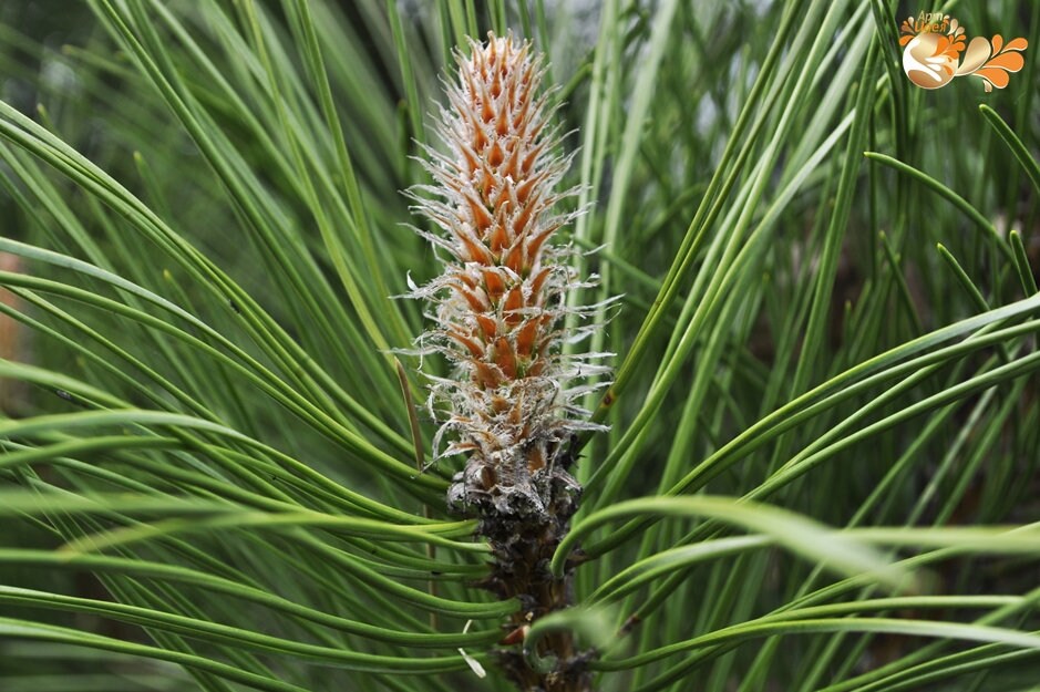 Organic Pine Needle Tea Bulk 1 lb 2 lbs 3lbs 4lbs Pine Etsy