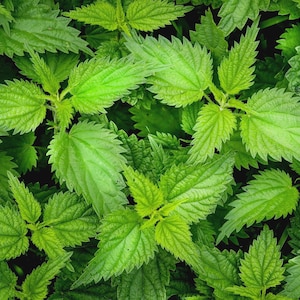 Stinging Nettle Leaf | Tea | Utrica Dioica | Dried Herbs | Herbal Infusion by The Tree Of Love Gardens image 16