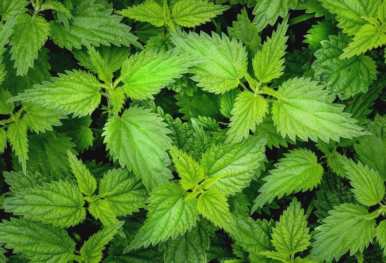 Stinging Nettle Leaf | Tea | Utrica Dioica | Dried Herbs | Herbal Infusion by The Tree Of Love Gardens image 16